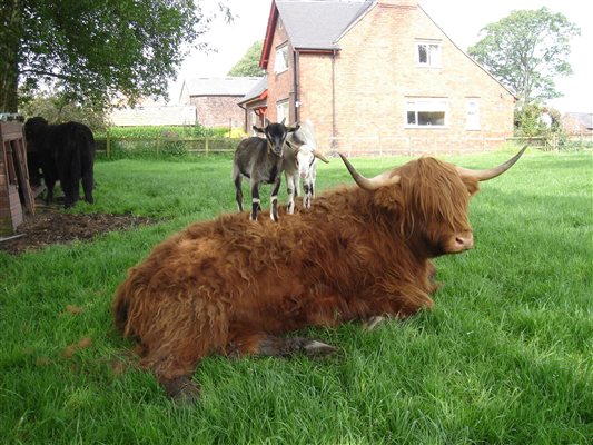 Highland cow and goat kids